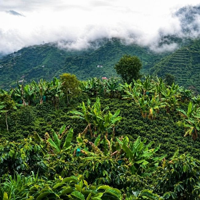 Un cafetal y bananos con una ladera montañosa brumosa al fondo
